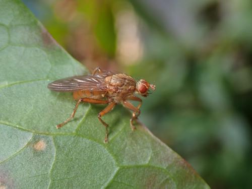 Scathophaga sp.